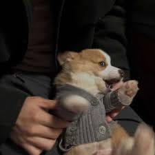 Fakhar Zaman profile