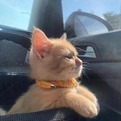 Shireen Mazari profile