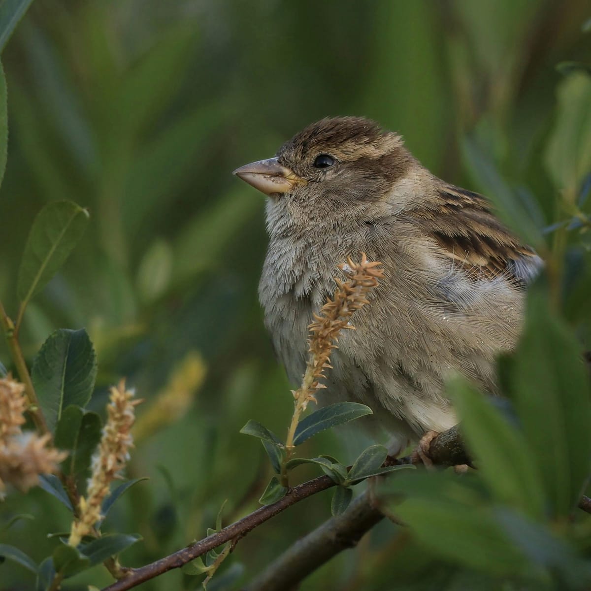 Arshad Iqbal profile